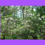 Mountain Laurels Blooming.jpg